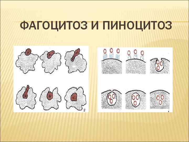 ФАГОЦИТОЗ И ПИНОЦИТОЗ 