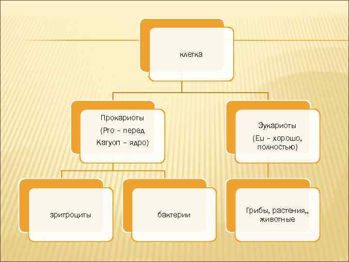 клетка Прокариоты (Pro – перед Эукариоты (Eu – хорошо, полностью) Karyon – ядро) эритроциты