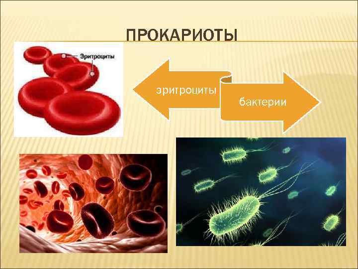 ПРОКАРИОТЫ эритроциты бактерии 