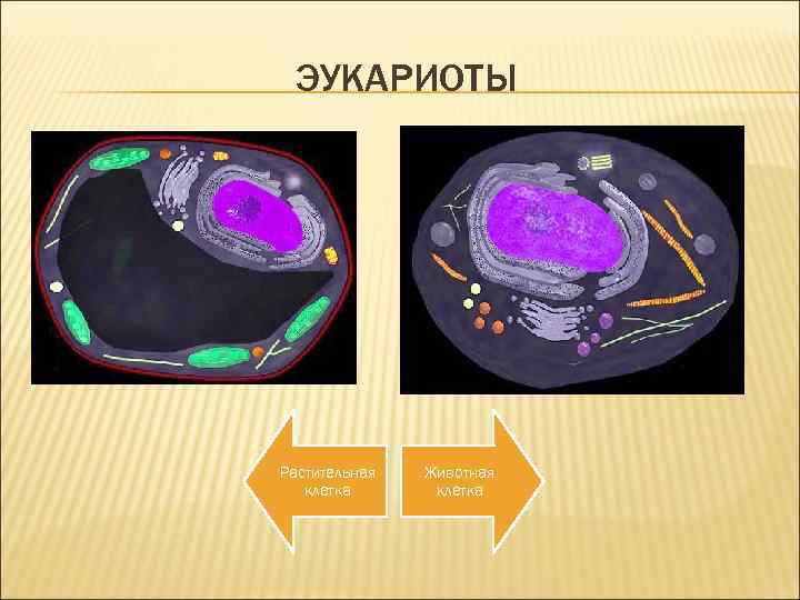 ЭУКАРИОТЫ Растительная клетка Животная клетка 