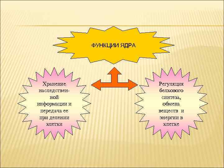 ФУНКЦИИ ЯДРА Хранение наследственной информации и передача ее при делении клетки Регуляция белкового синтеза,