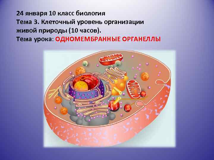 24 января 10 класс биология Тема 3. Клеточный уровень организации живой природы (10 часов).
