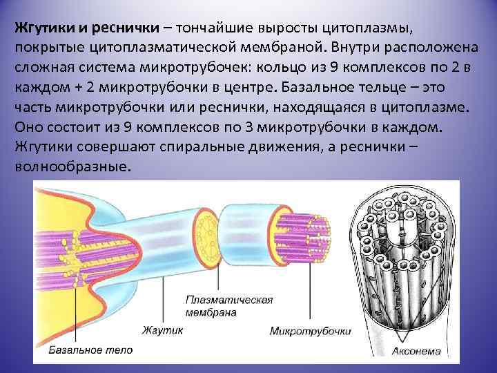Жгутики и реснички – тончайшие выросты цитоплазмы, покрытые цитоплазматической мембраной. Внутри расположена сложная система