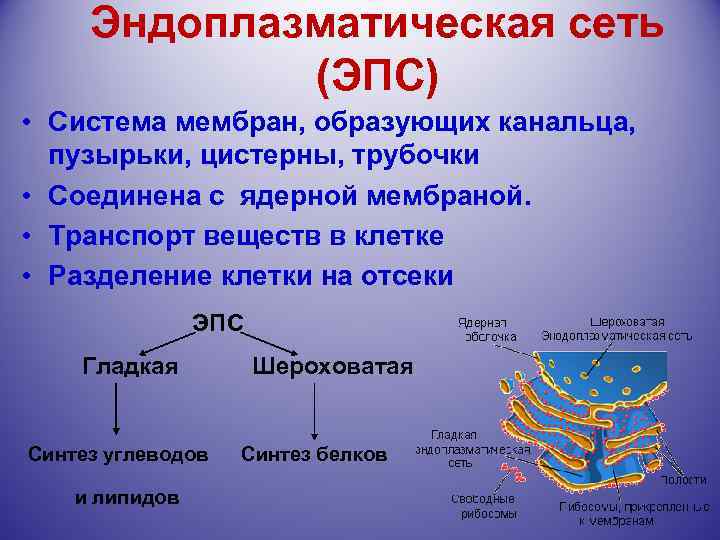 Эндоплазматическая сеть (ЭПС) • Система мембран, образующих канальца, пузырьки, цистерны, трубочки • Соединена с