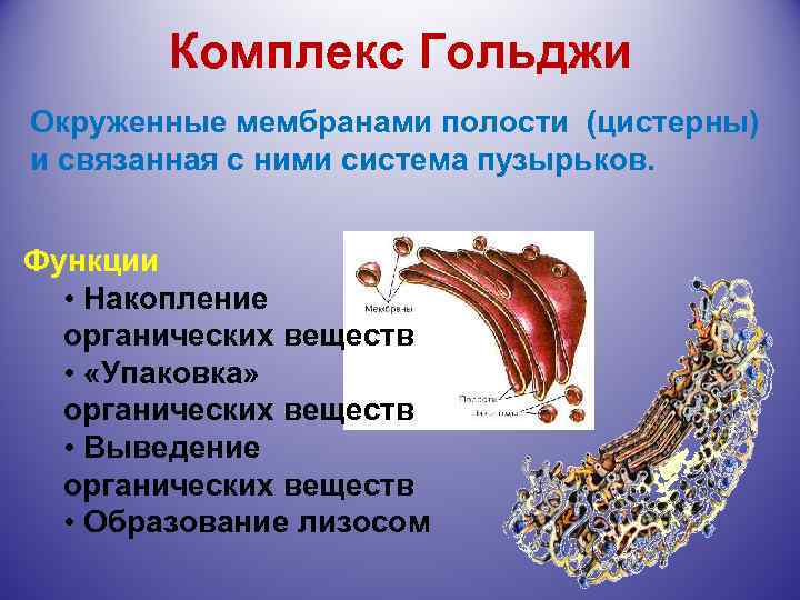 Комплекс Гольджи Окруженные мембранами полости (цистерны) и связанная с ними система пузырьков. Функции •
