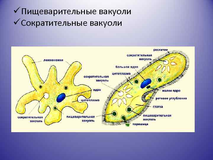  Пищеварительные вакуоли Сократительные вакуоли 