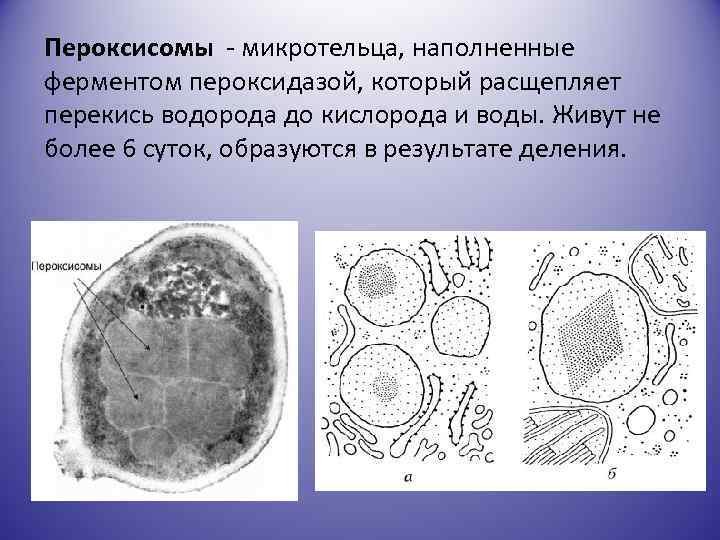 Пероксисомы - микротельца, наполненные ферментом пероксидазой, который расщепляет перекись водорода до кислорода и воды.