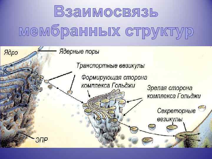 Взаимосвязь мембранных структур 