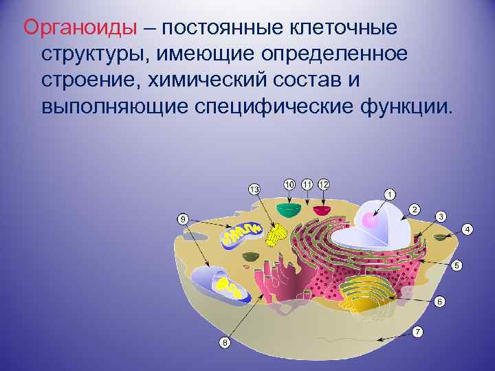 Органоиды – постоянные клеточные структуры, имеющие определенное строение, химический состав и выполняющие специфические функции.