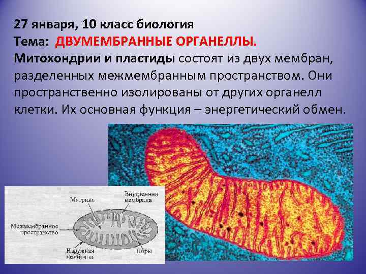 27 января, 10 класс биология Тема: ДВУМЕМБРАННЫЕ ОРГАНЕЛЛЫ. Митохондрии и пластиды состоят из двух