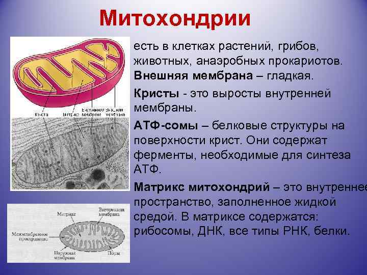 Митохондрии есть в клетках растений, грибов, животных, анаэробных прокариотов. Внешняя мембрана – гладкая. Кристы