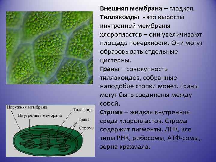 Внешняя мембрана – гладкая. Тиллакоиды - это выросты внутренней мембраны хлоропластов – они увеличивают