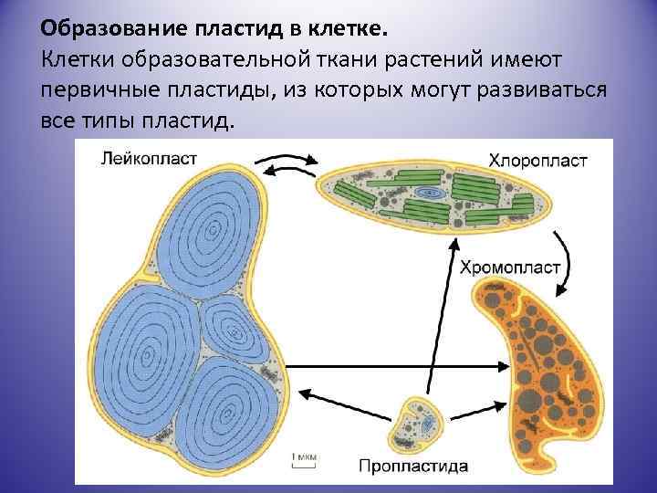 Образование пластид в клетке. Клетки образовательной ткани растений имеют первичные пластиды, из которых могут