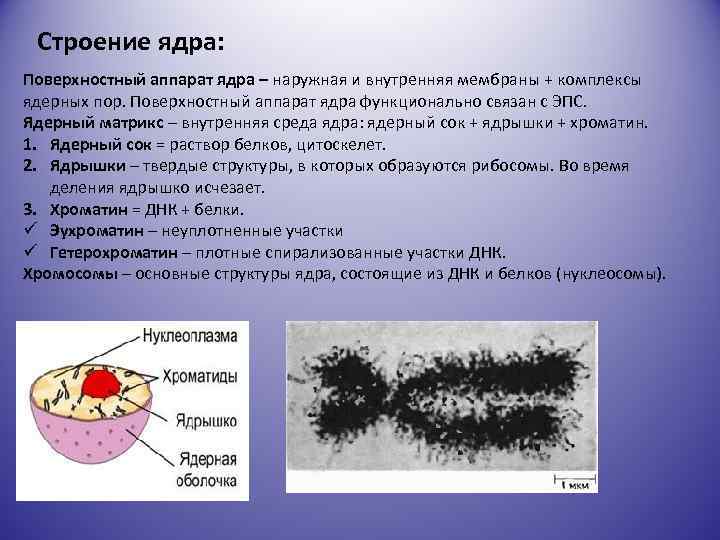 Строение ядра: Поверхностный аппарат ядра – наружная и внутренняя мембраны + комплексы ядерных пор.