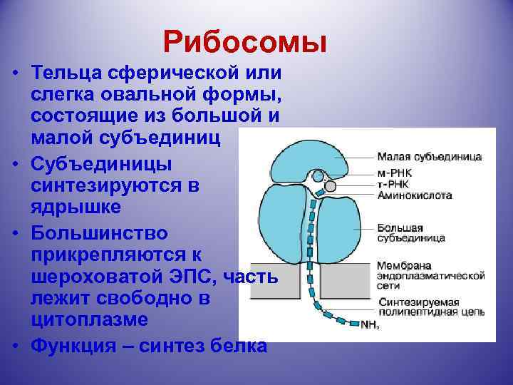 Рибосомы • Тельца сферической или слегка овальной формы, состоящие из большой и малой субъединиц