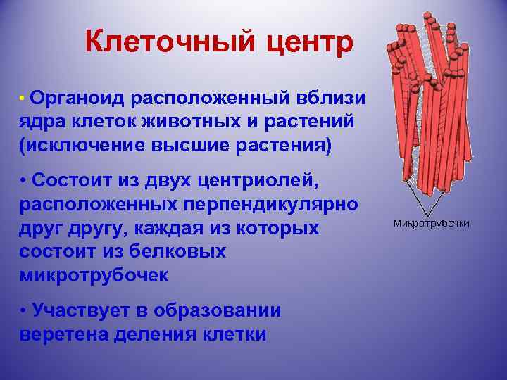 Клеточный центр • Органоид расположенный вблизи ядра клеток животных и растений (исключение высшие растения)