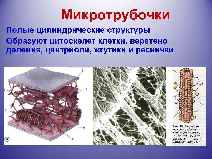 Микротрубочки Полые цилиндрические структуры Образуют цитоскелет клетки, веретено деления, центриоли, жгутики и реснички 