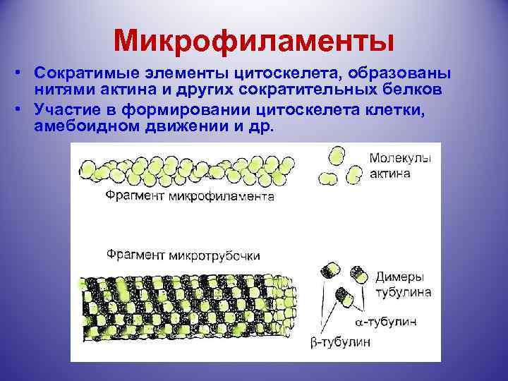Микрофиламенты • Сократимые элементы цитоскелета, образованы нитями актина и других сократительных белков • Участие