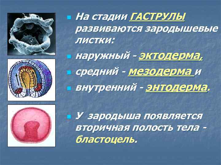 n n n На стадии ГАСТРУЛЫ развиваются зародышевые листки: наружный - эктодерма, средний -