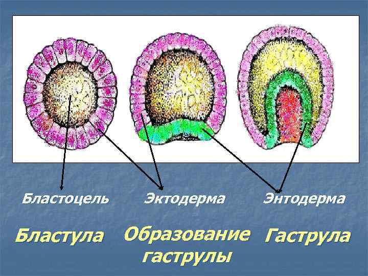 На рисунке изображены стрекозы в разный период онтогенеза какое свойство живых систем иллюстрирует