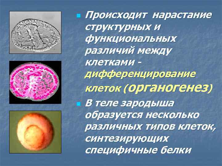n n Происходит нарастание структурных и функциональных различий между клетками - дифференцирование клеток (органогенез)