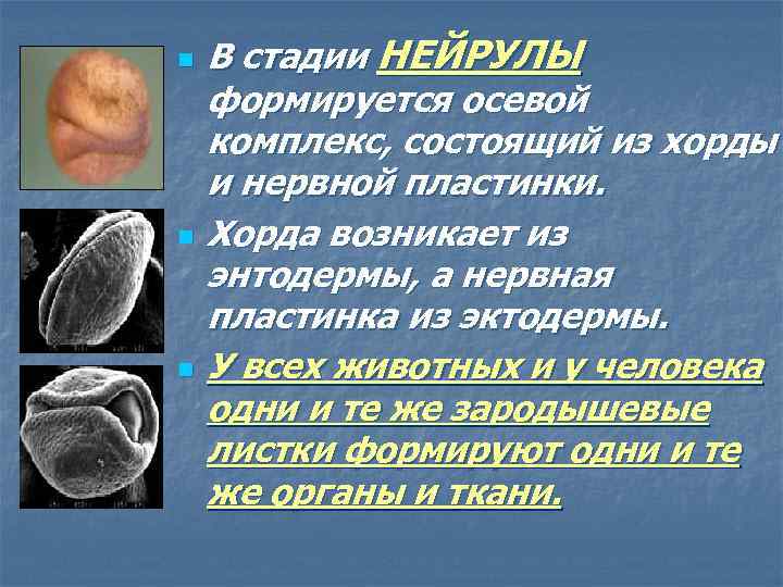 n n n В стадии НЕЙРУЛЫ формируется осевой комплекс, состоящий из хорды и нервной