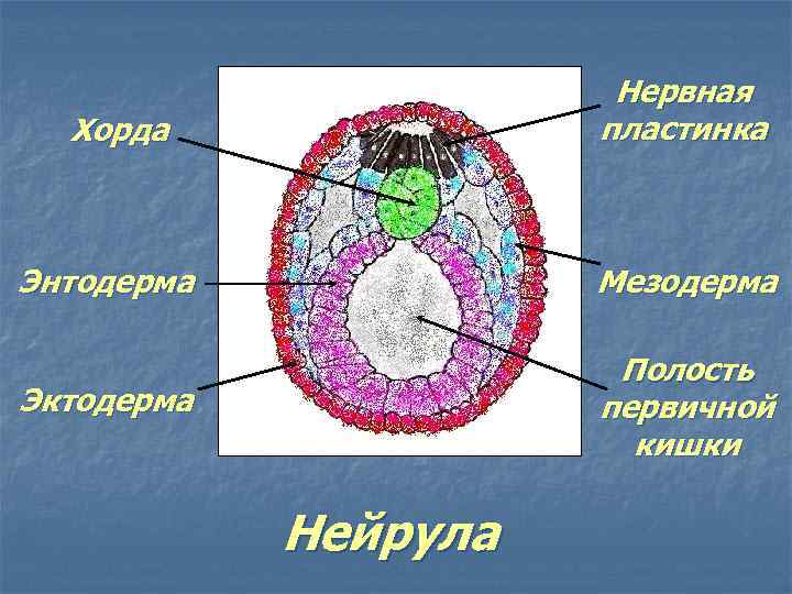 Митохондриальная ева фото