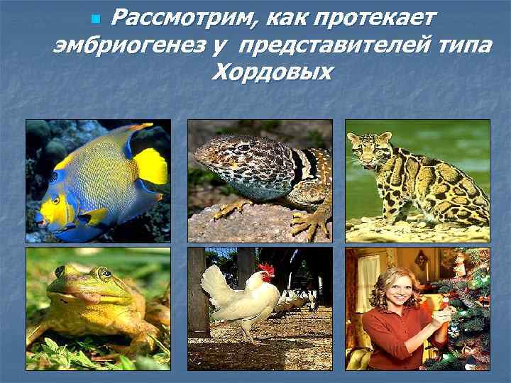 Рассмотрим, как протекает эмбриогенез у представителей типа Хордовых n 