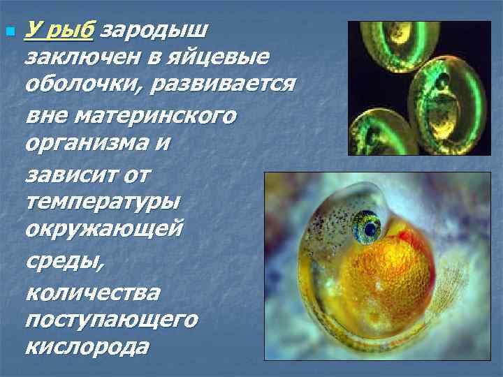 У рыб зародыш заключен в яйцевые оболочки, развивается вне материнского организма и зависит от