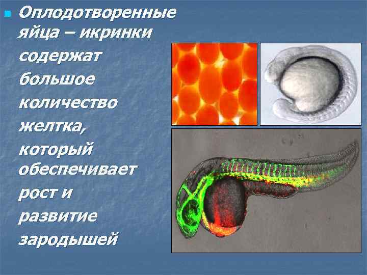 Оплодотворенные яйца – икринки содержат большое количество желтка, который обеспечивает рост и развитие зародышей