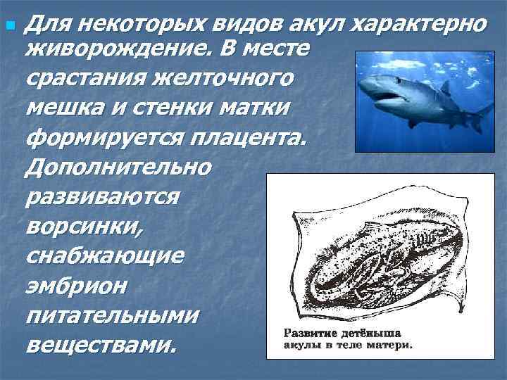 Для некоторых видов акул характерно живорождение. В месте срастания желточного мешка и стенки матки