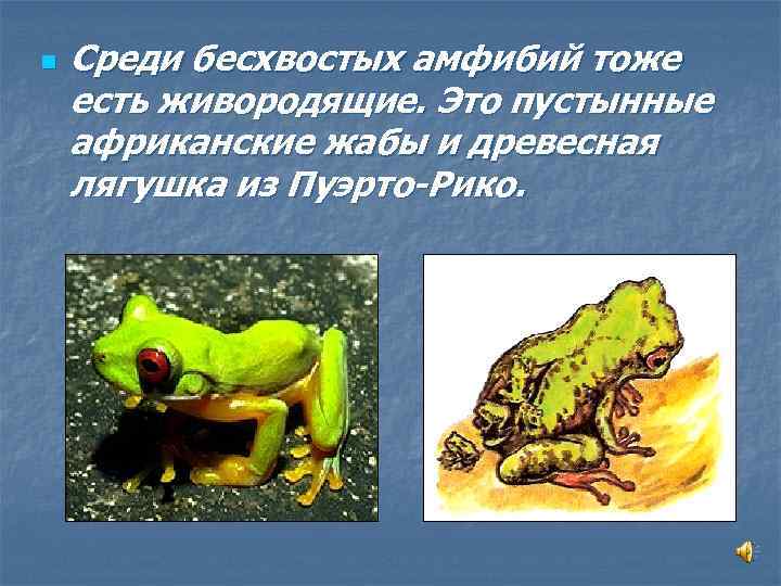 n Среди бесхвостых амфибий тоже есть живородящие. Это пустынные африканские жабы и древесная лягушка