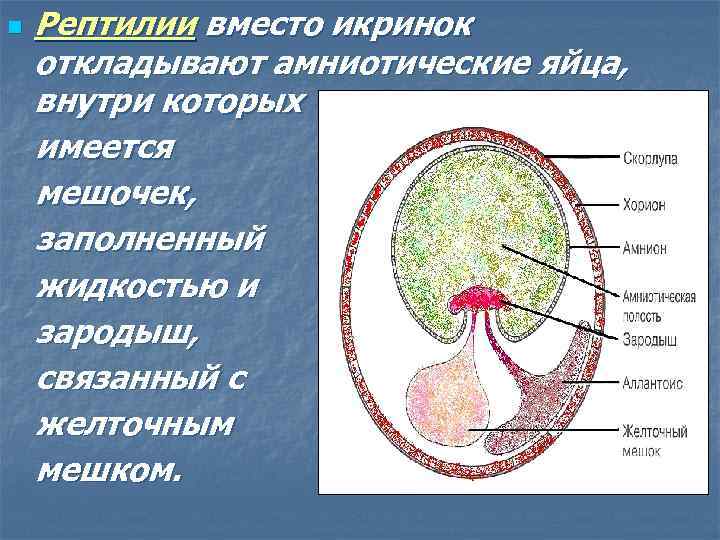 Рептилии вместо икринок откладывают амниотические яйца, внутри которых имеется мешочек, заполненный жидкостью и зародыш,