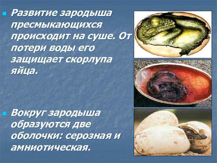 n n Развитие зародыша пресмыкающихся происходит на суше. От потери воды его защищает скорлупа