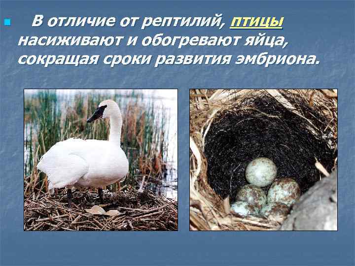 n В отличие от рептилий, птицы насиживают и обогревают яйца, сокращая сроки развития эмбриона.