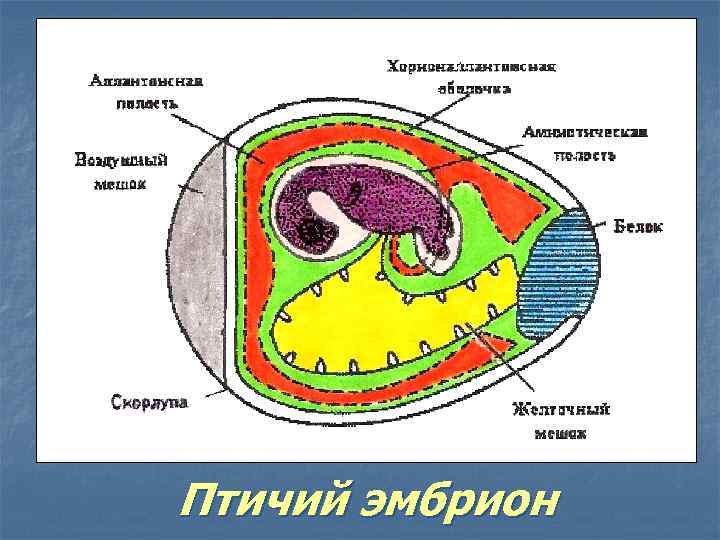 Птичий эмбрион 