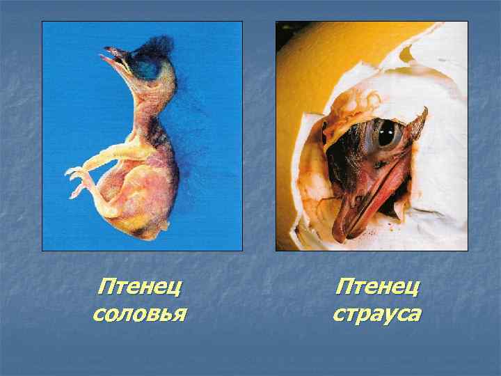 Птенец соловья Птенец страуса 