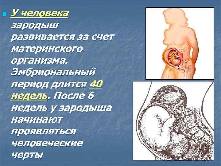 n У человека зародыш развивается за счет материнского организма. Эмбриональный период длится 40 недель.