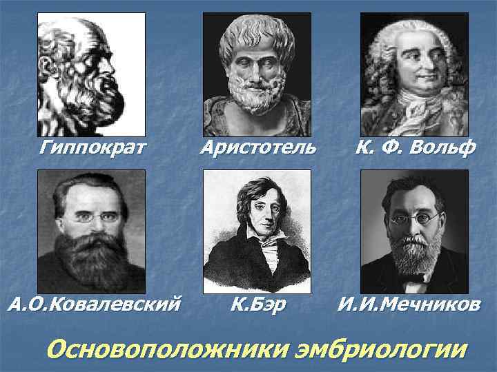 Гиппократ Аристотель А. О. Ковалевский К. Бэр К. Ф. Вольф И. И. Мечников Основоположники