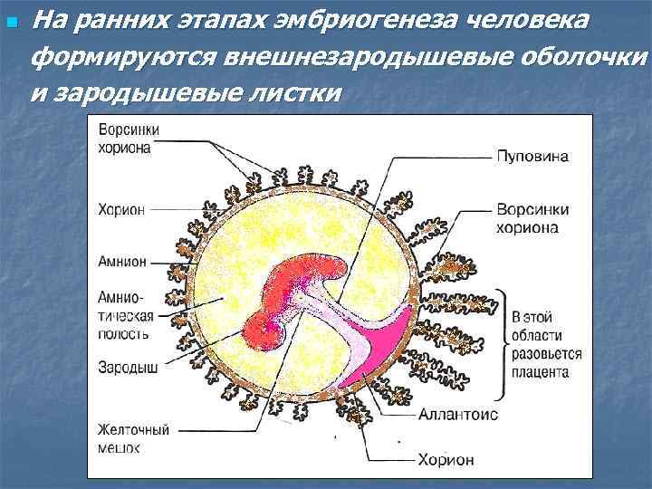 На ранних этапах эмбриогенеза человека формируются внешнезародышевые оболочки и зародышевые листки n 