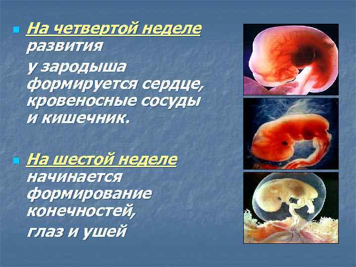На четвертой неделе развития у зародыша формируется сердце, кровеносные сосуды и кишечник. n На