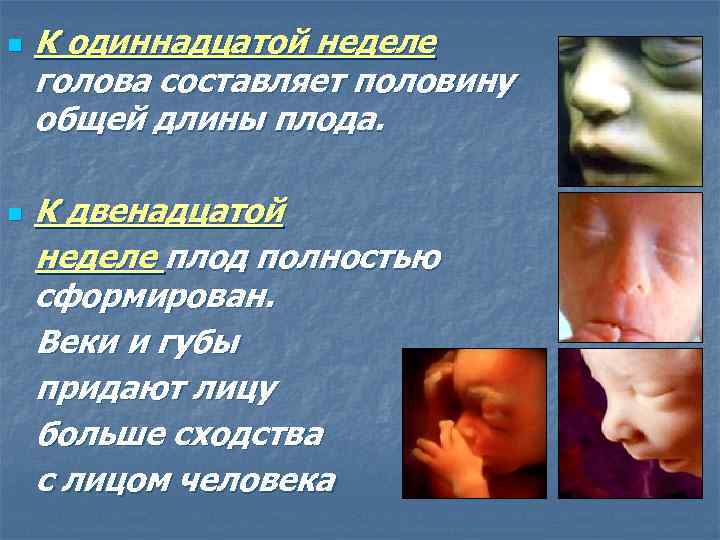 n К одиннадцатой неделе голова составляет половину общей длины плода. К двенадцатой неделе плод