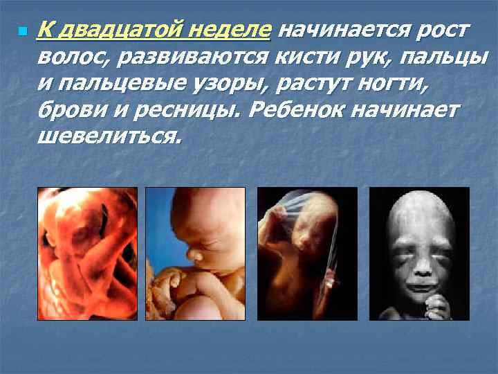 n К двадцатой неделе начинается рост волос, развиваются кисти рук, пальцы и пальцевые узоры,