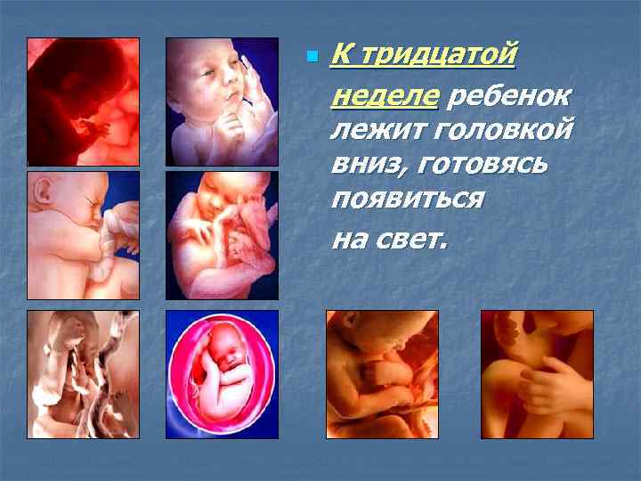 К тридцатой неделе ребенок лежит головкой вниз, готовясь появиться на свет. n 