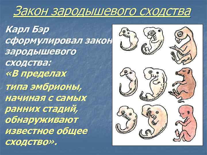 Закон зародышевого сходства Карл Бэр сформулировал закон зародышевого сходства: «В пределах типа эмбрионы, начиная