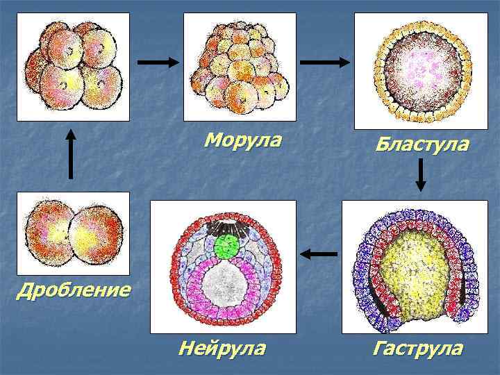 Эмбриональное развитие схема