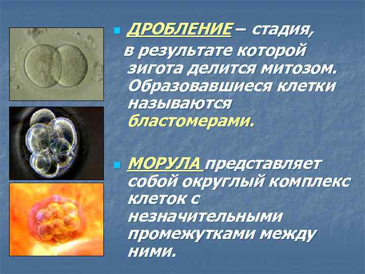 Как называется стадия развития зародыша изображенная на рисунке бластула гаструла нейрула морула