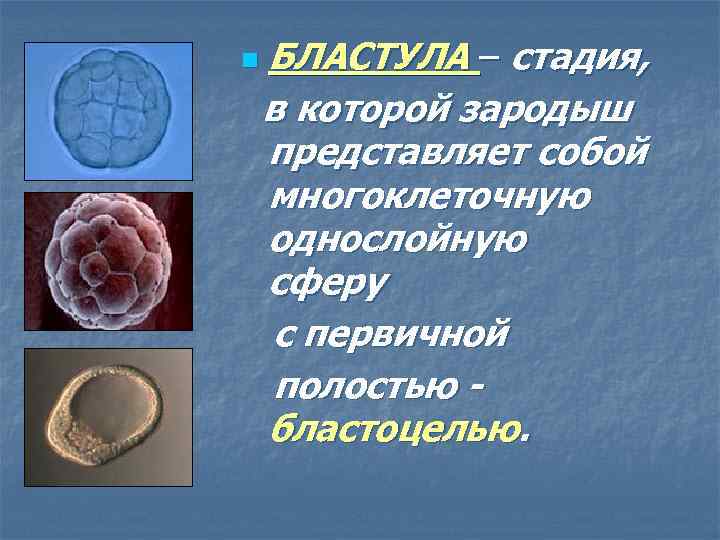 БЛАСТУЛА – стадия, в которой зародыш представляет собой многоклеточную однослойную сферу с первичной полостью