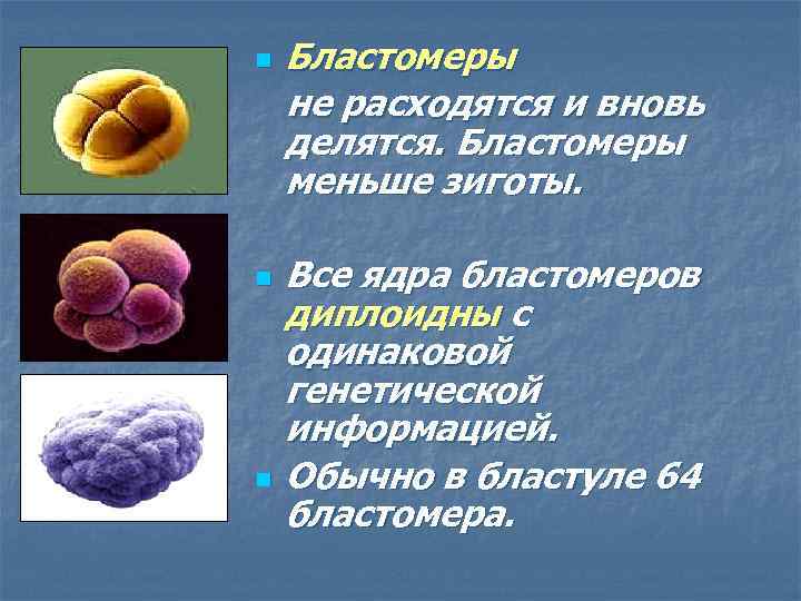 Бластомеры не расходятся и вновь делятся. Бластомеры меньше зиготы. n n n Все ядра