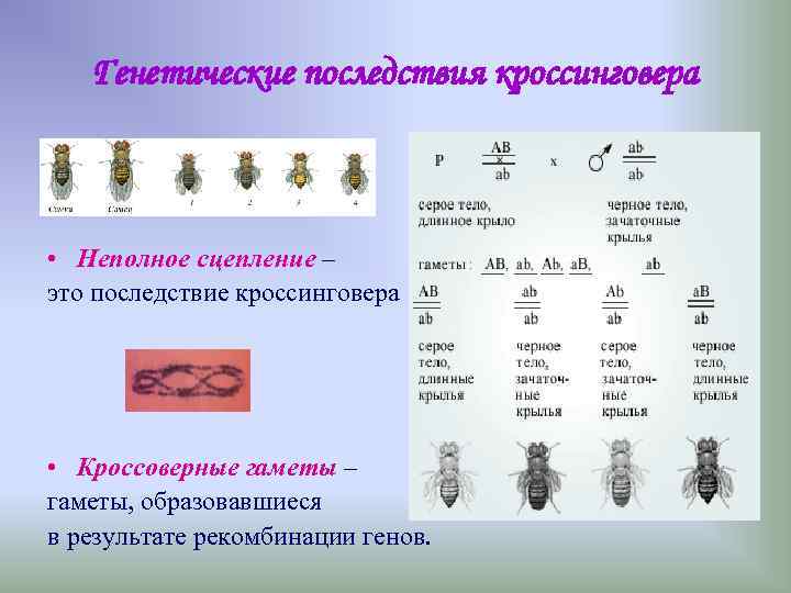 Генетические последствия кроссинговера • Неполное сцепление – это последствие кроссинговера • Кроссоверные гаметы –